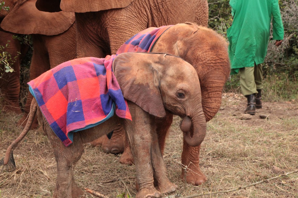 Orphaned Baby Elephants Wrapped In Blankets To Replace Lost Mothers