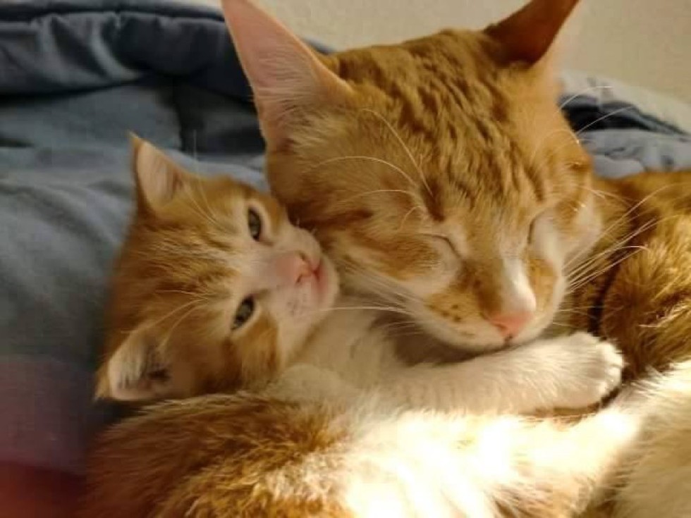 Rescue Cat  Becomes Dad  to Foster Kitten  and Teaches Him 