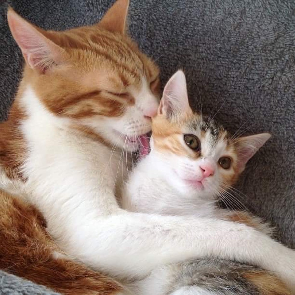 Rescue Cat Becomes Dad to Foster Kitten and Teaches Him ...