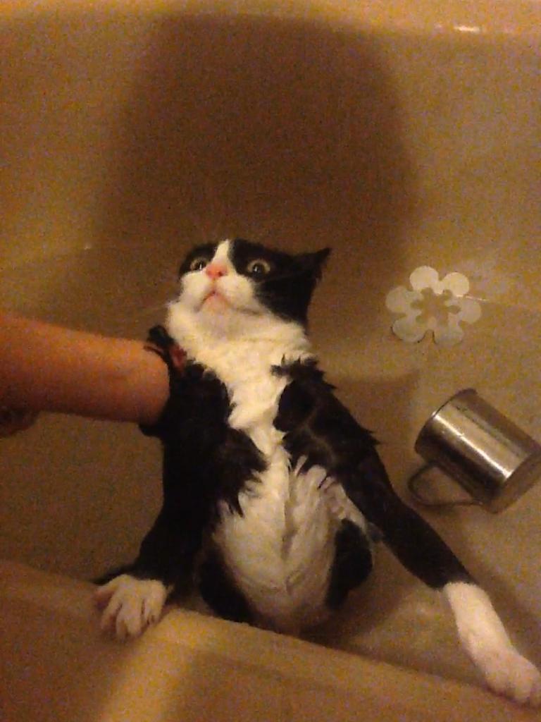 10 Cats Who Know That Baths Are Pure Evil
