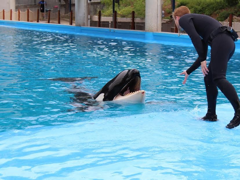 Another Orca Gets Beaten Up At SeaWorld
