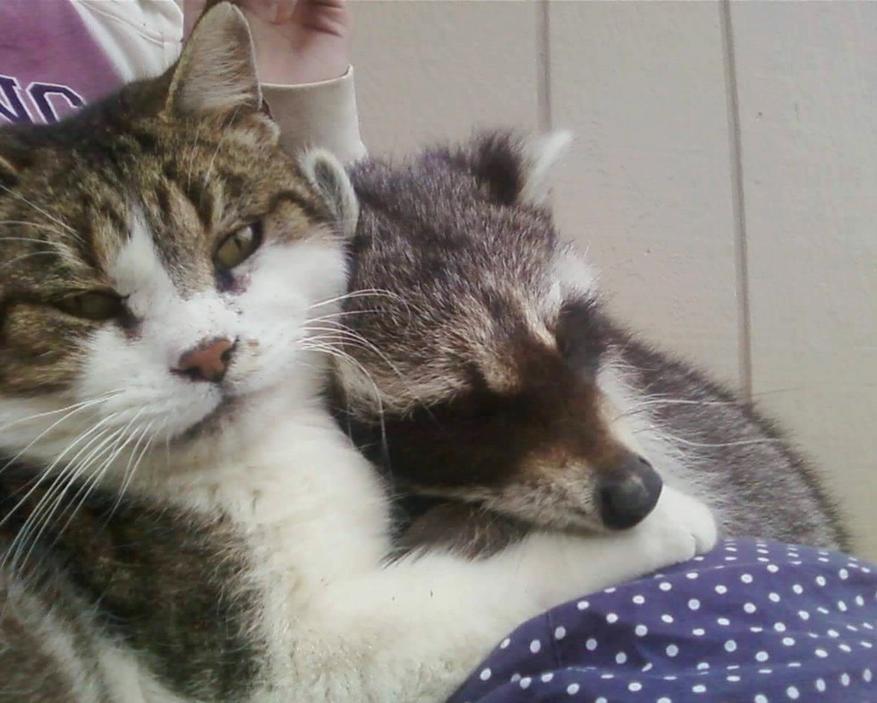 Barn Cat Helped Rescued Raccoon Get Back to the Wild - Love Meow