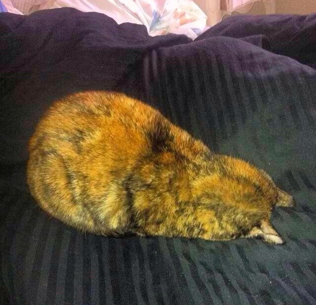 All the different types of cat loaves you'll find in the wild