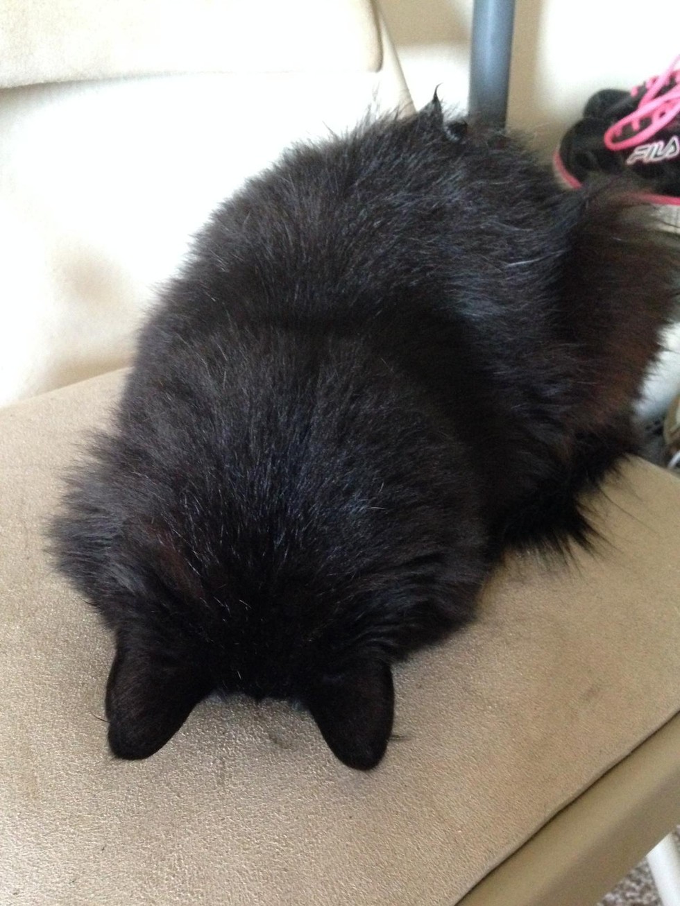 different types of cat loaves