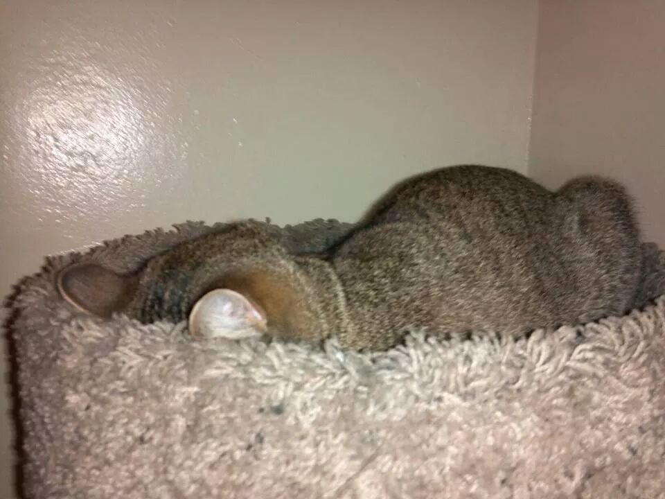 11 Very Important Cat Loaves