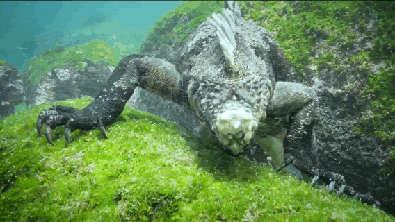 Amazing Footage Shows Giant 'Monster' Lizard Swimming