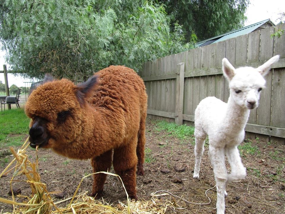 Baby Alpaca Finds The Perfect Big Brother To Show Her The World