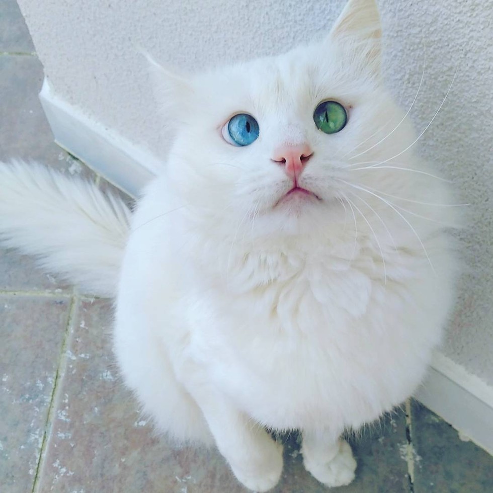 Cross-eyed cat odd eyed alos turkish van