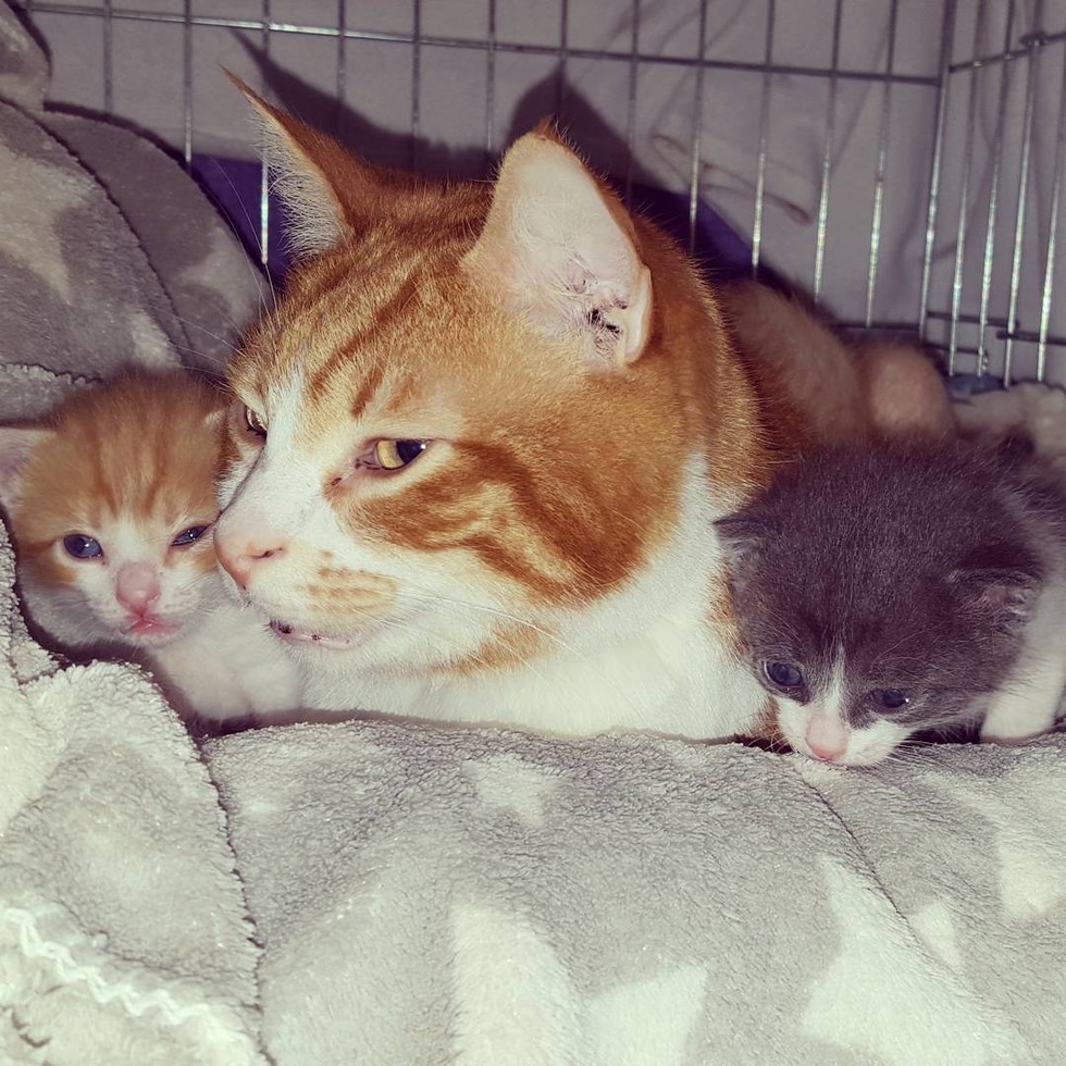 cat needs chemotherapy continues caring for orphaned kittens