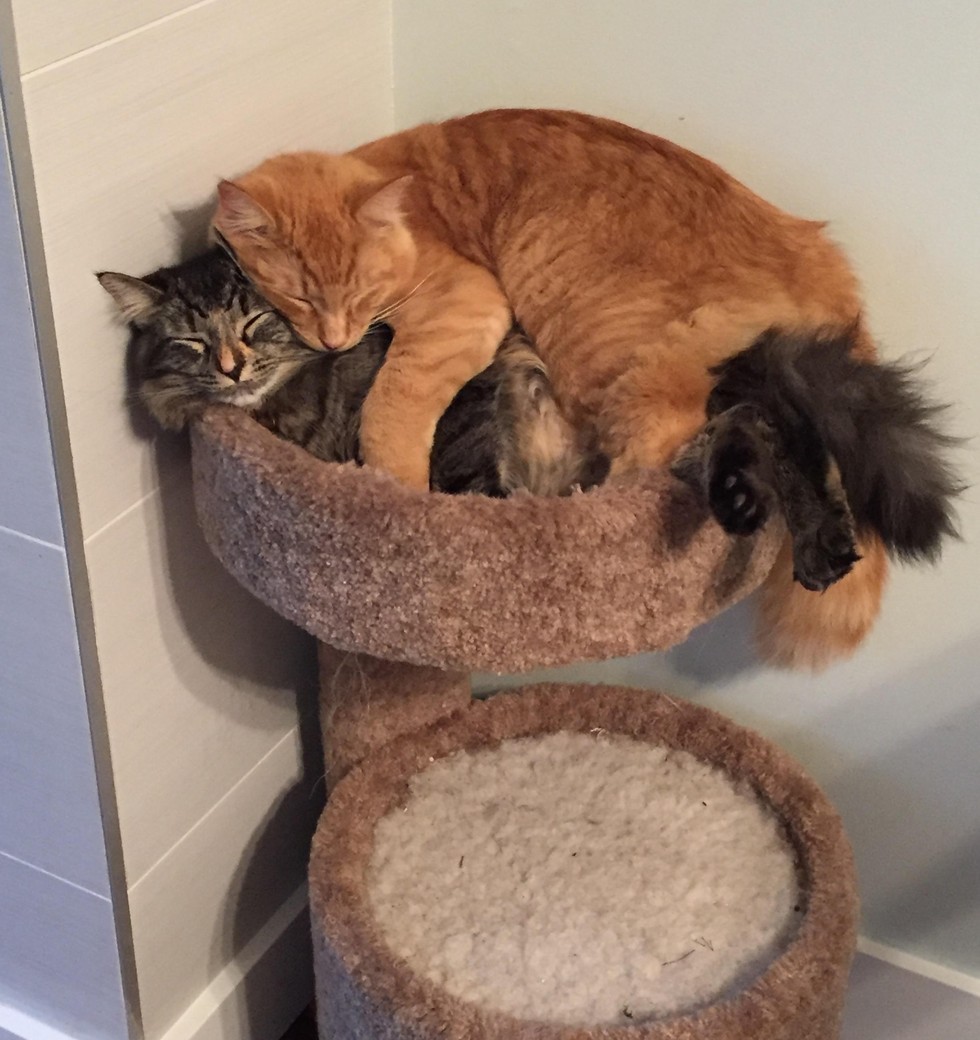 Cats Outgrowing Their Bed Together