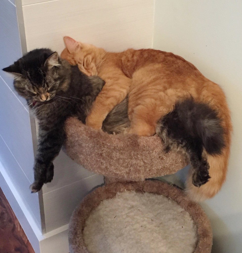 Cats Outgrowing Their Bed Together