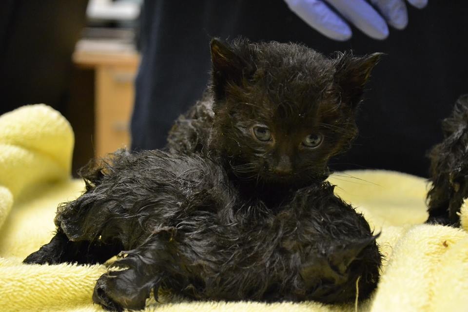 Mom Cat Couldn’t Save Her Kittens From A Glue Trap, But Someone Else Did