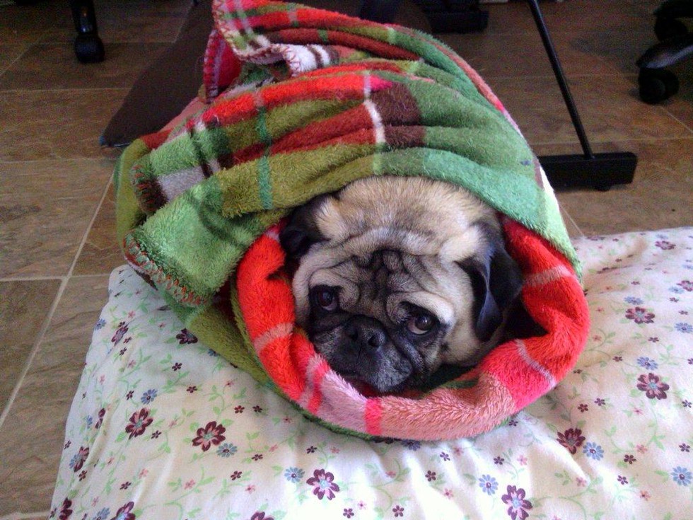 13 Wrinkly Dog Burritos To Keep Everybody Cozy