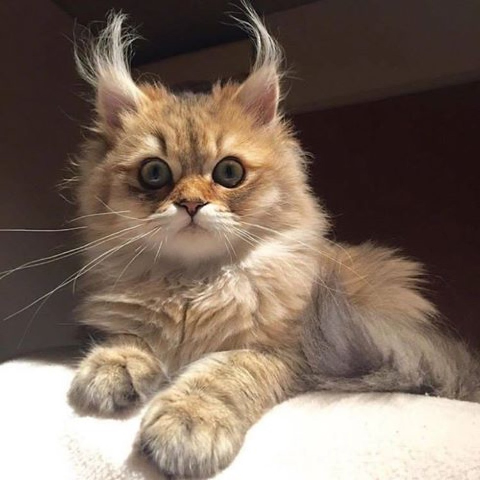 These 7 Kitties Have Some Serious Ear Floofs Love Meow