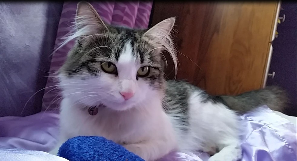 These 7 Kitties Have Some Serious Ear Floofs - Love Meow