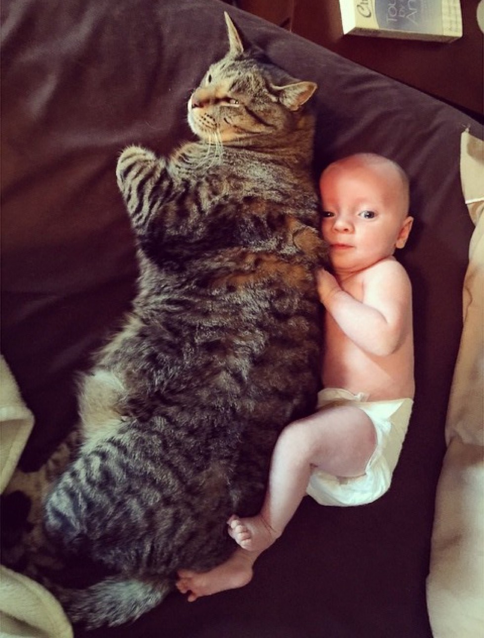 newborn baby boy and tabby cat