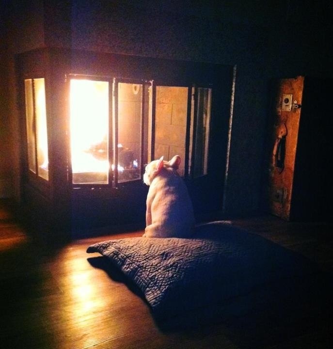 11 Pets Who Don't Want To Share The Heat With You