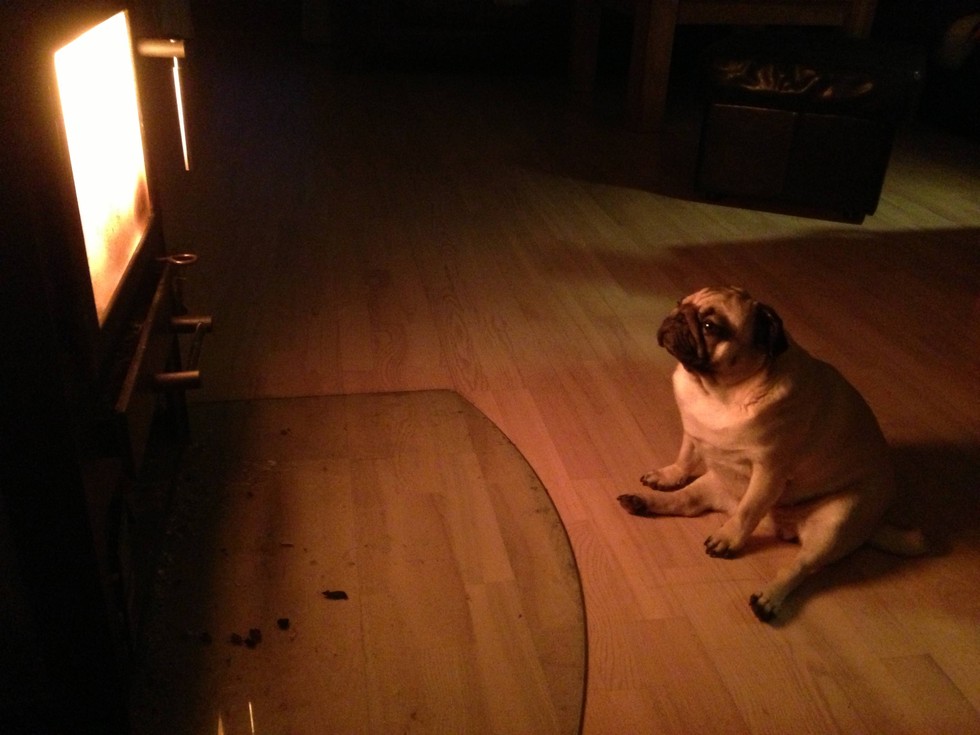 11 Pets Who Don't Want To Share The Heat With You