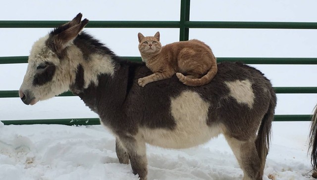 Farm Cat Makes Animals Carry Him Around