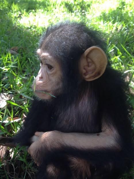 chimpanzee baby sees frienss