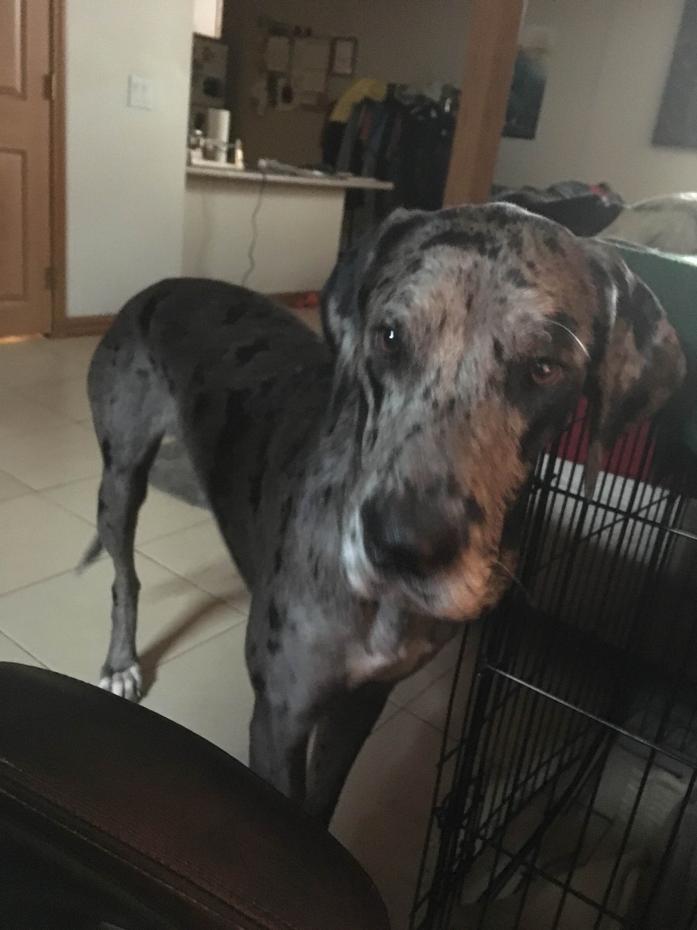 Owner Of Giant Great Dane Still Isn't Sure How She Got Stuck In A Tree