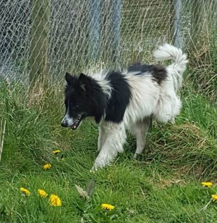 Dog Chained Outside Farm Is Finally Free From His Muddy ‘Home’