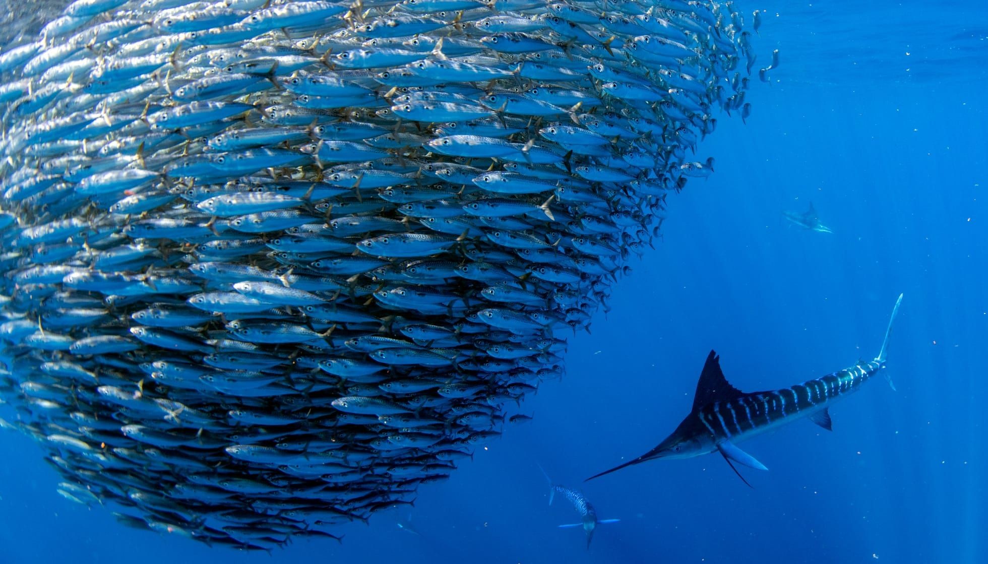 Fun Striped Marlin Facts For Kids | Kidadl