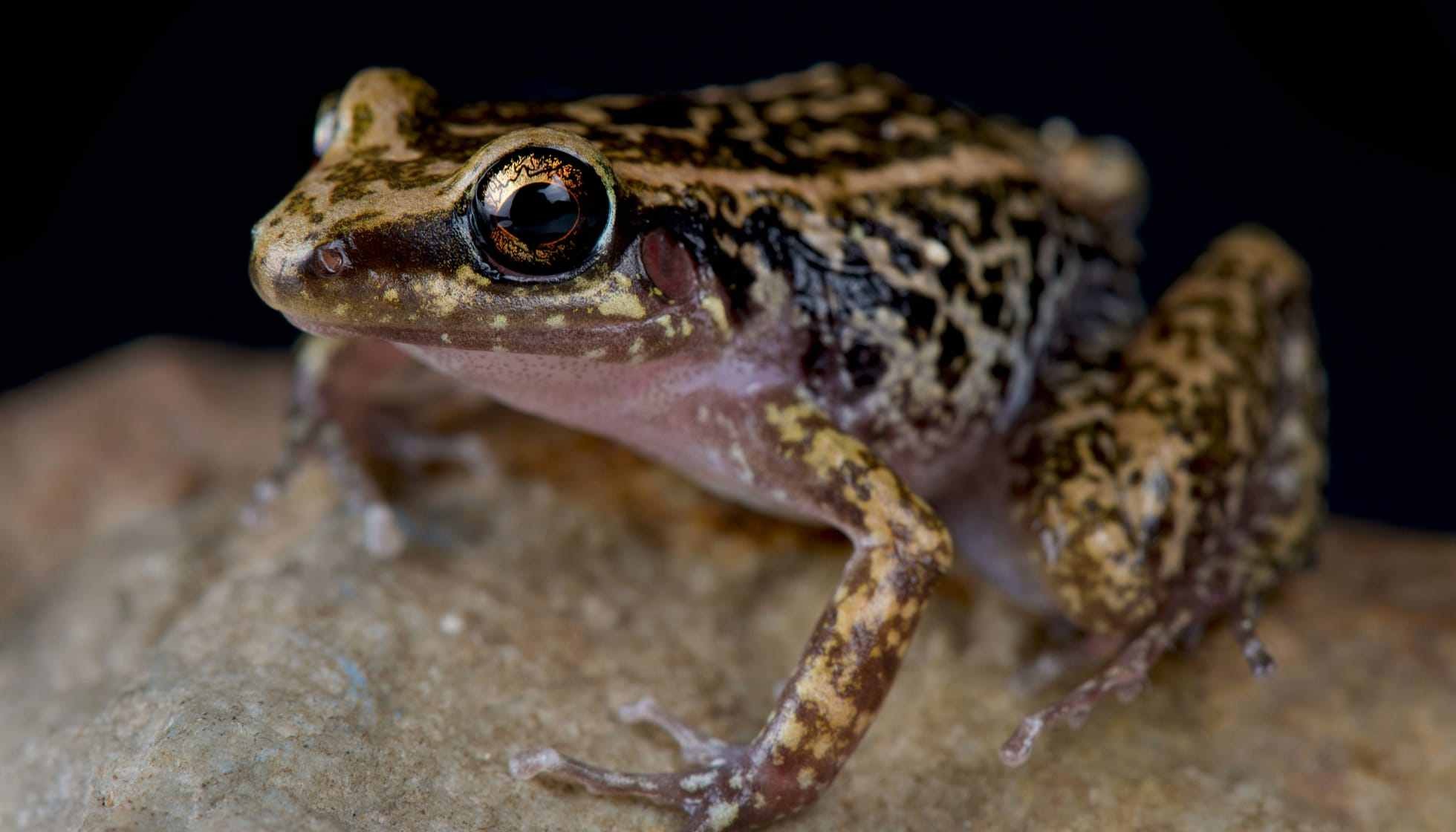 Fun Greenhouse Frog Facts For Kids | Kidadl