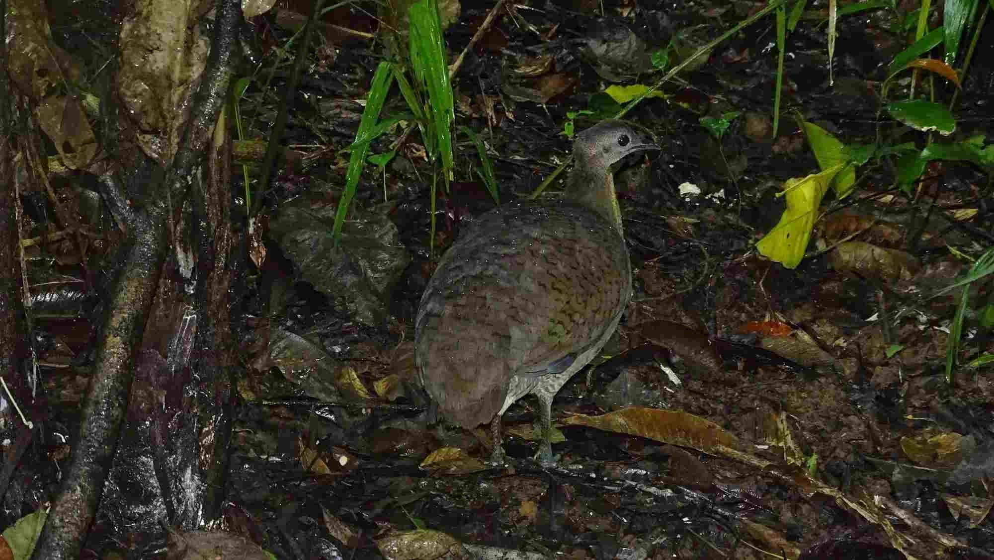 Fun Great Tinamou Facts For Kids | Kidadl