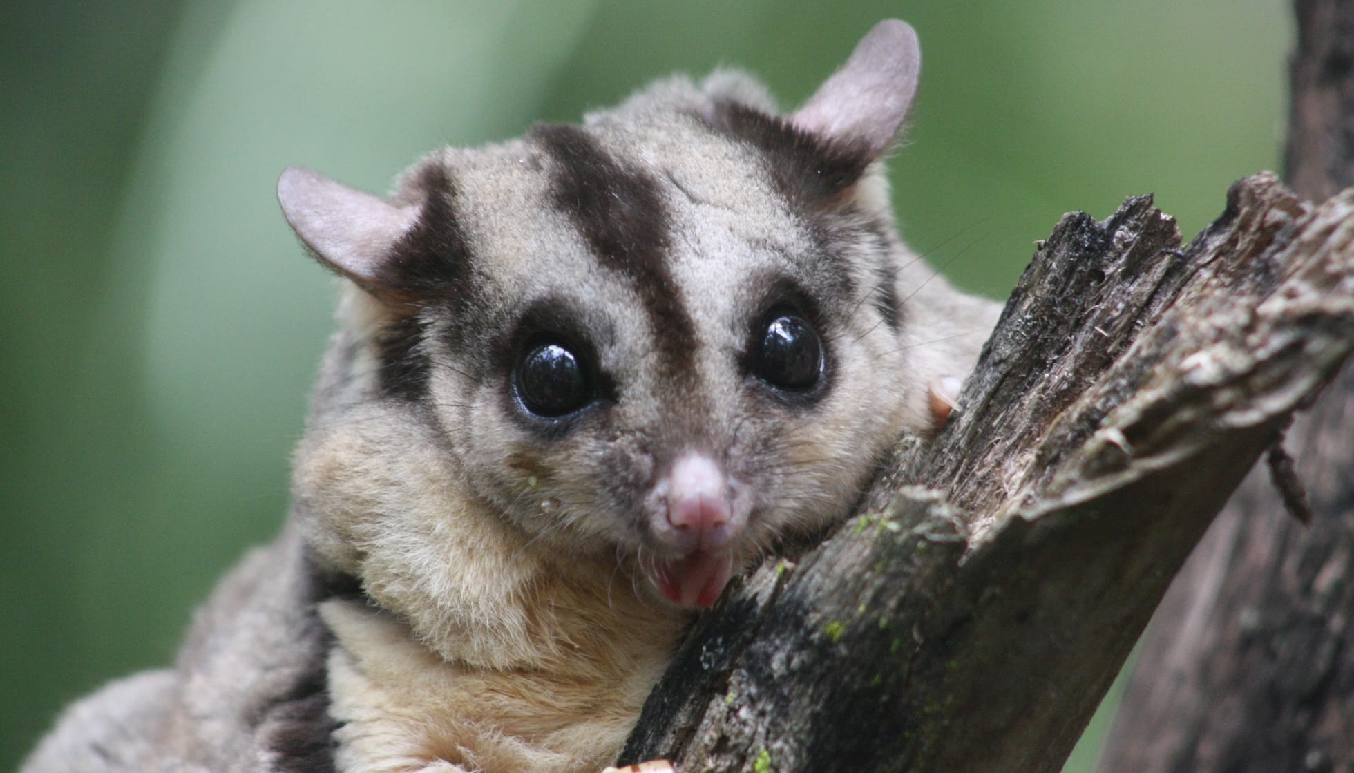 Fun Squirrel Glider Facts For Kids Kidadl