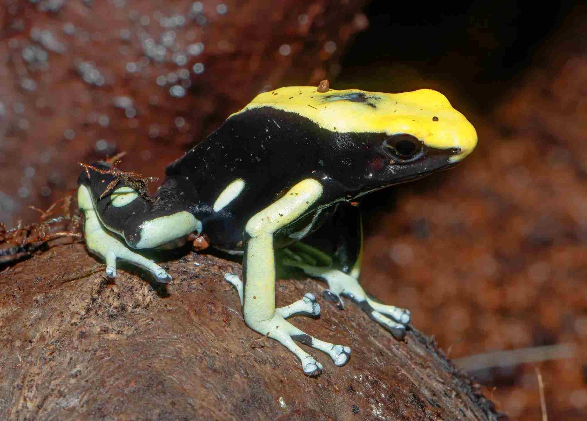 Fun Dyeing Dart Frog Facts For Kids Kidadl