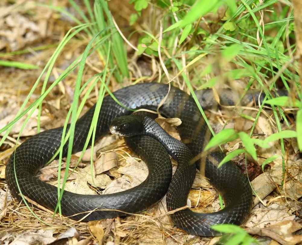 Fun Eastern Rat Snake Facts For Kids | Kidadl