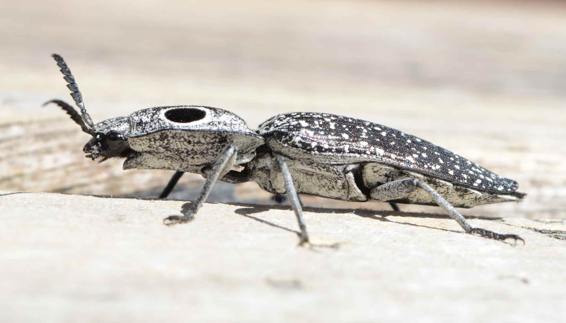 Fun Eastern Eyed Click Beetle Facts For Kids | Kidadl