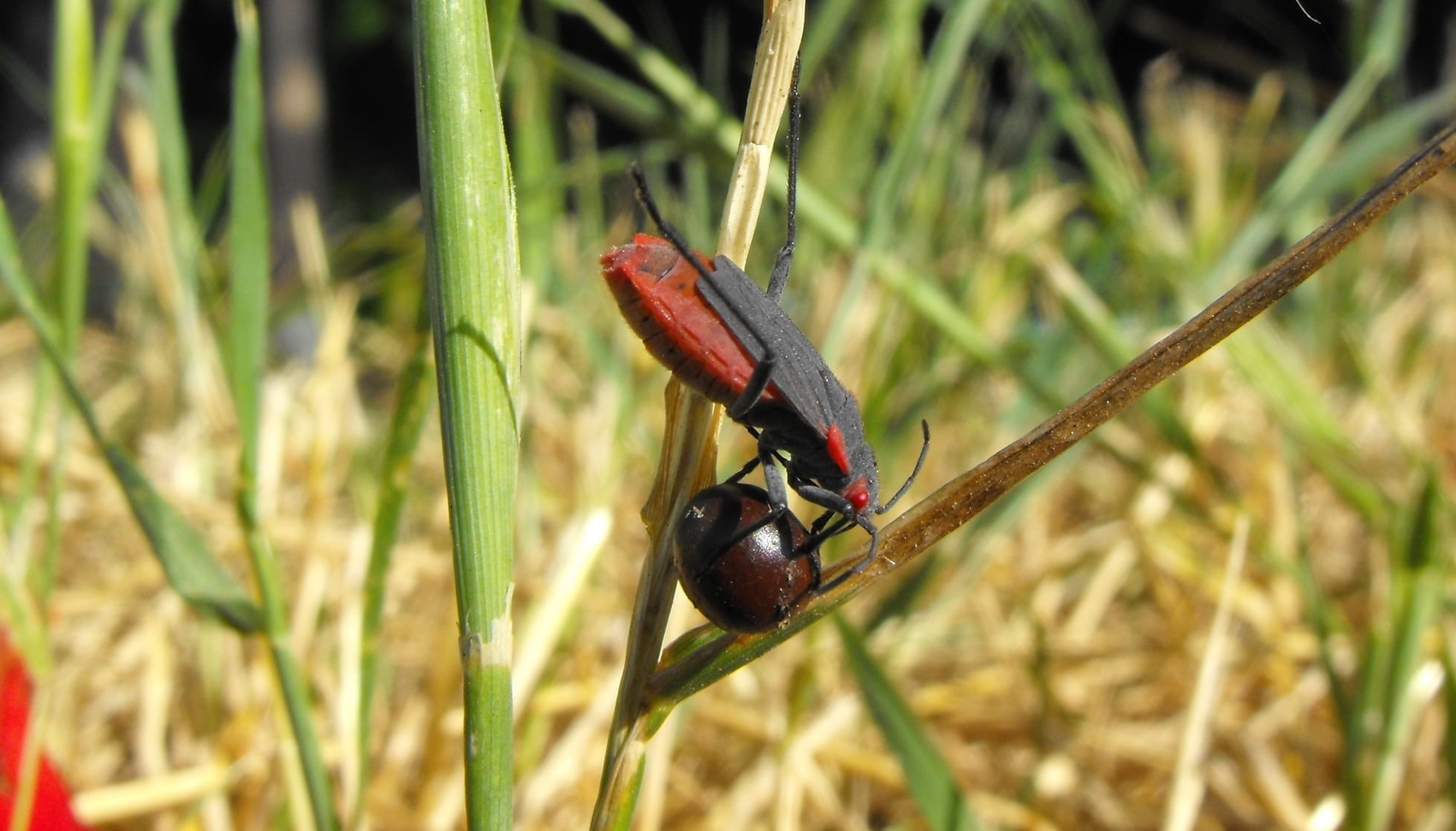 Fun Boxelder Bug Facts For Kids Kidadl