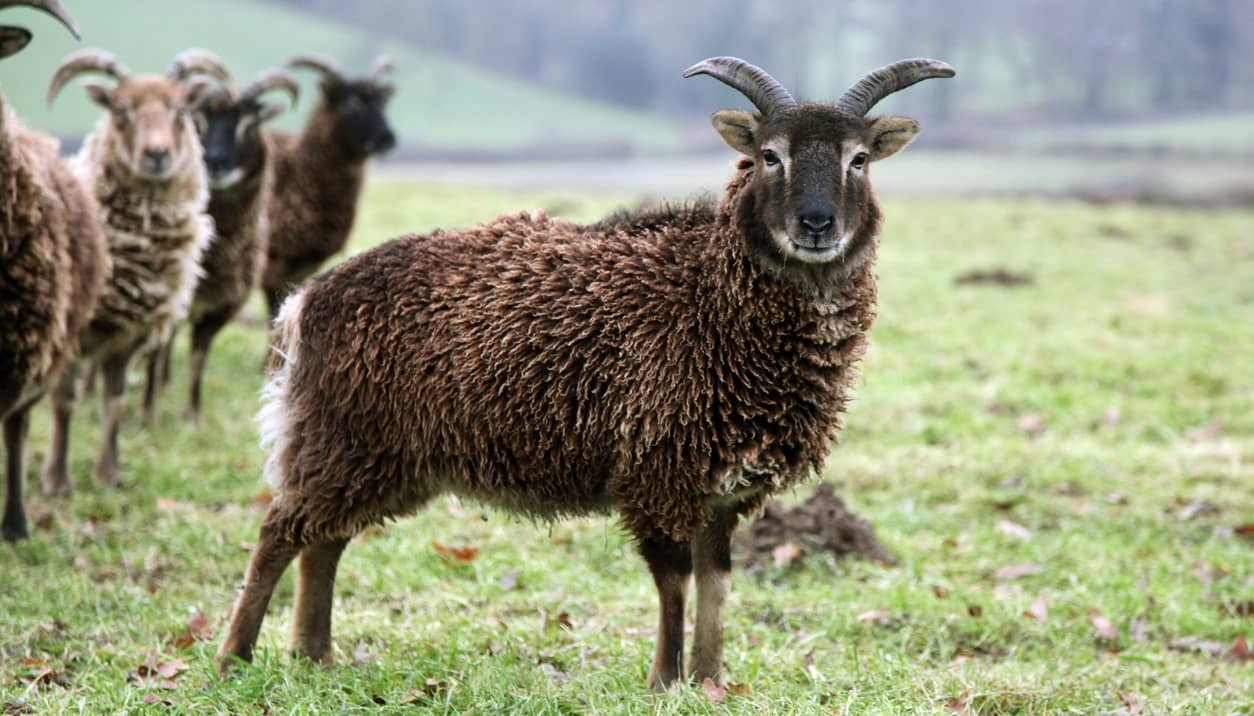 Fun Soay Sheep Facts For Kids | Kidadl