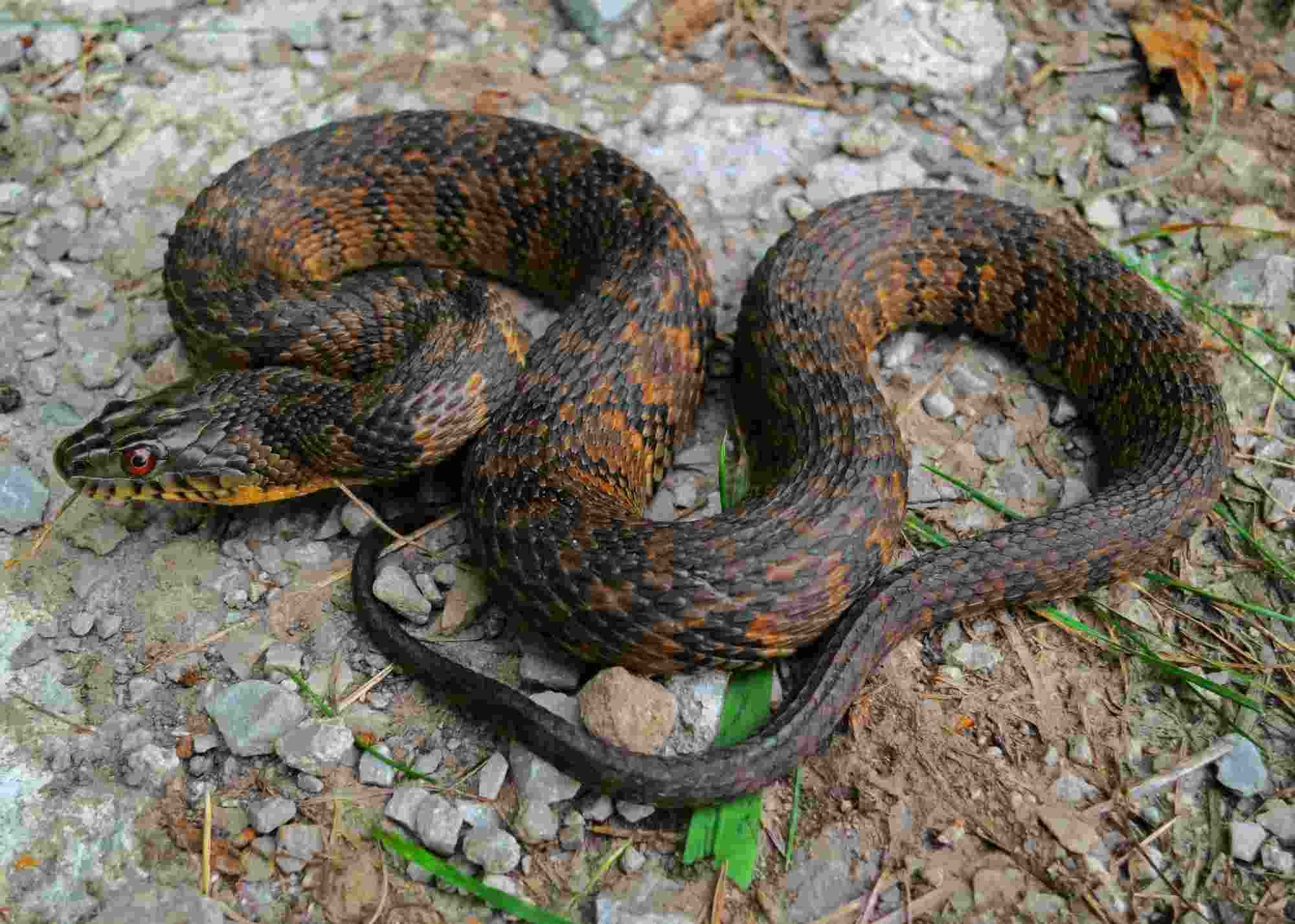 Fun Diamondback Water Snake Facts For Kids | Kidadl