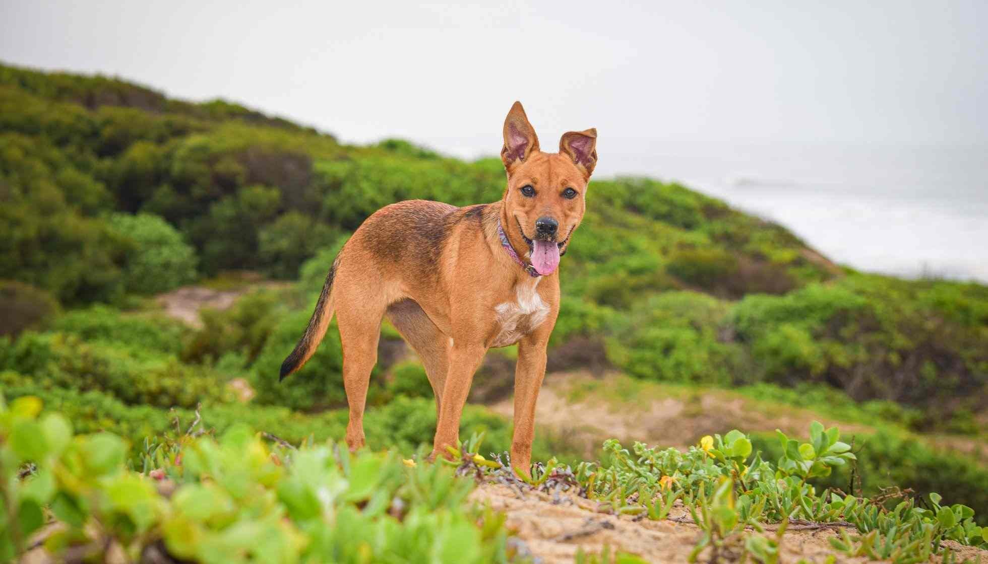 Fun Dingoes Facts For Kids | Kidadl