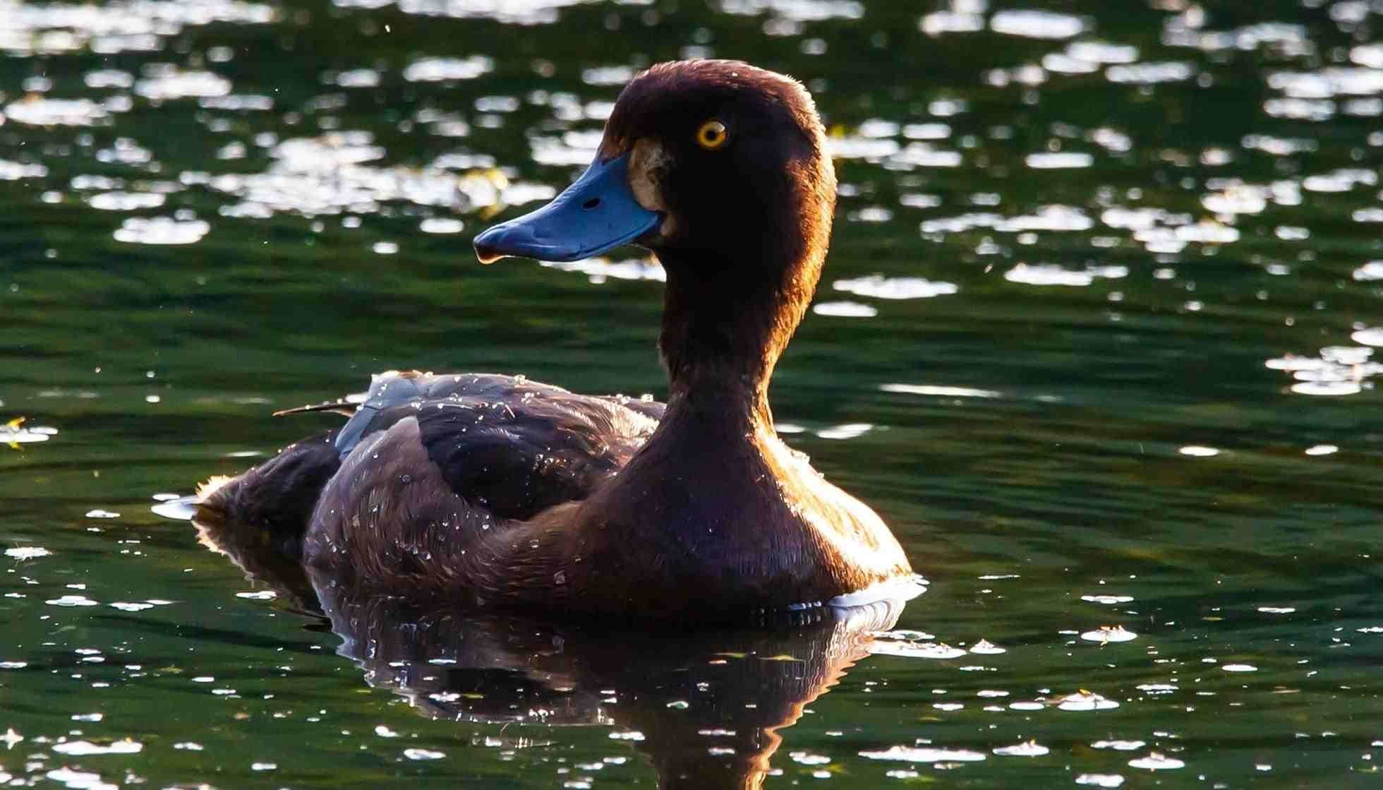 Fun Diving Duck Facts For Kids Kidadl