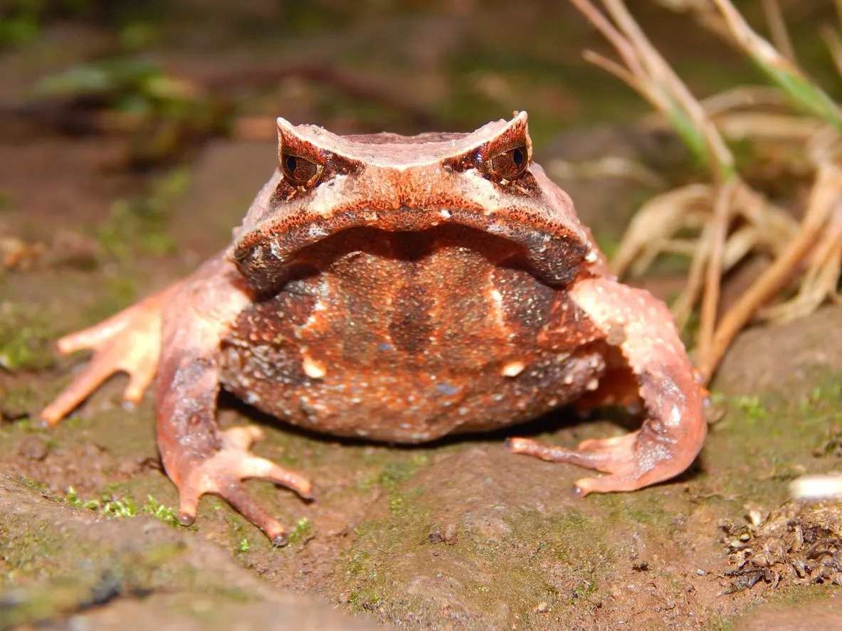 Fun Horned Frog Facts For Kids Kidadl