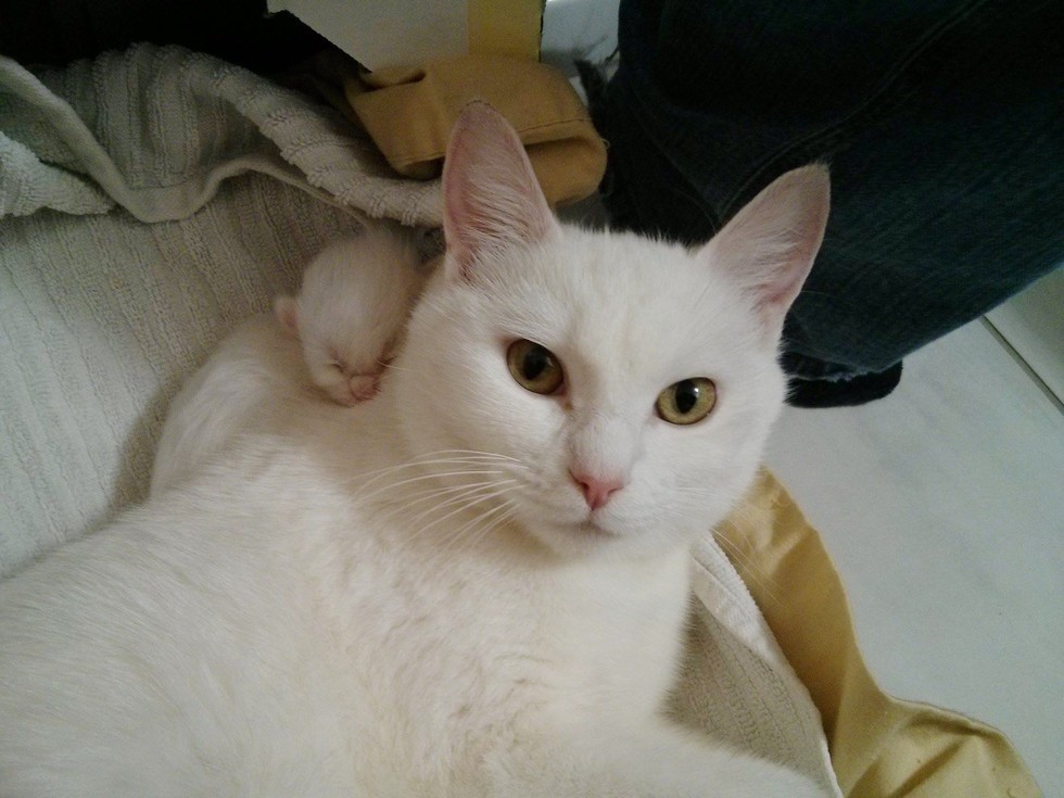Cottontail the Cat Rescued Just In Time to Deliver 3 Tiny Cotton Balls