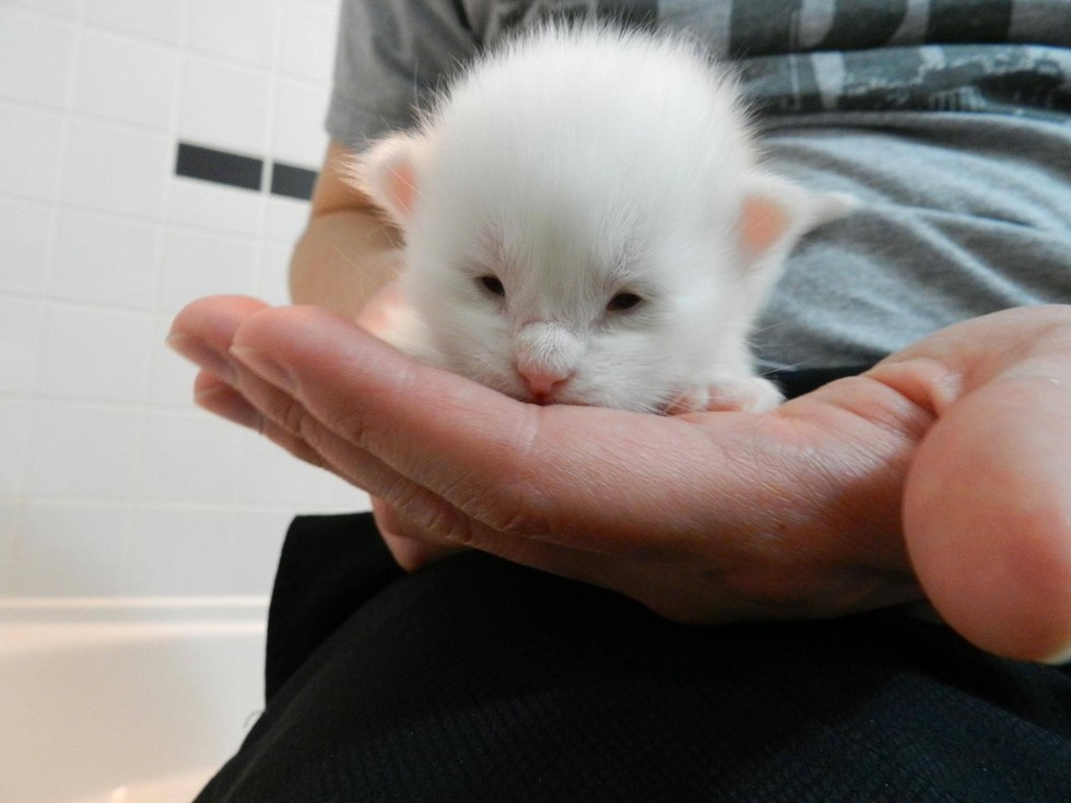 Cottontail the Cat Rescued Just In Time to Deliver 3 Tiny Cotton Balls