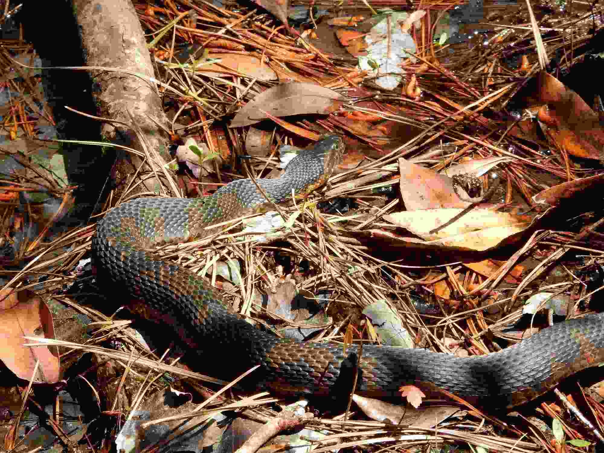 Fun Banded Water Snake Facts For Kids | Kidadl