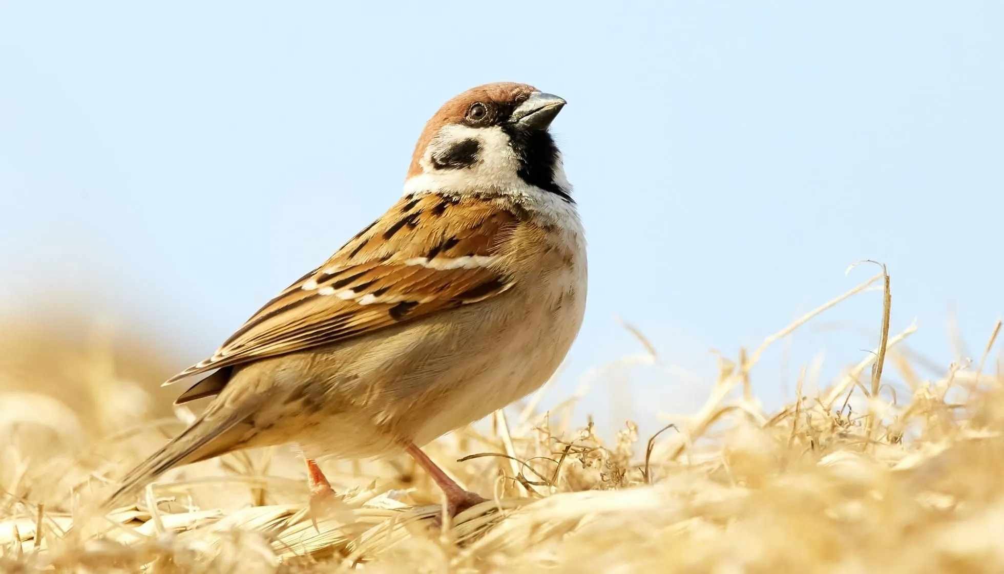 Fun Sparrow Facts For Kids | Kidadl