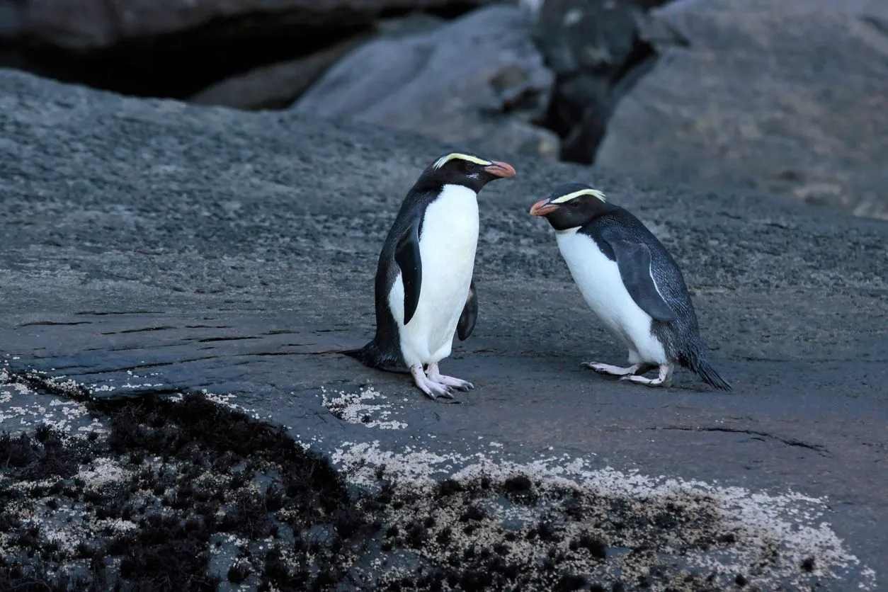 Fun Snares Penguin Facts For Kids | Kidadl