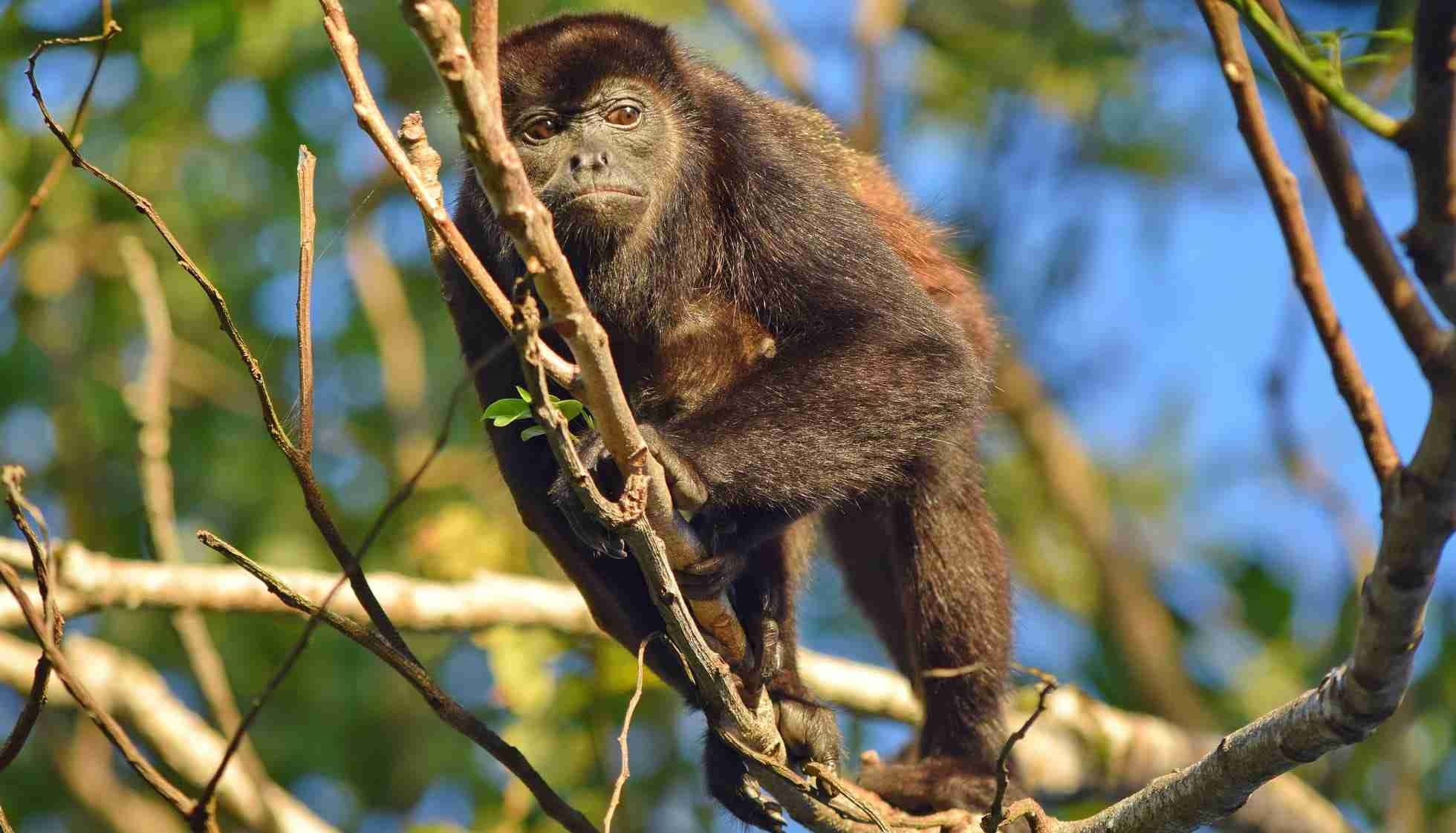 Fun Mantled Howler Monkey Facts For Kids | Kidadl