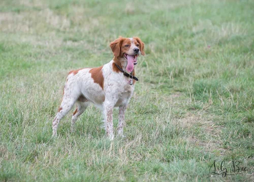 Fun French Brittany Facts For Kids Kidadl