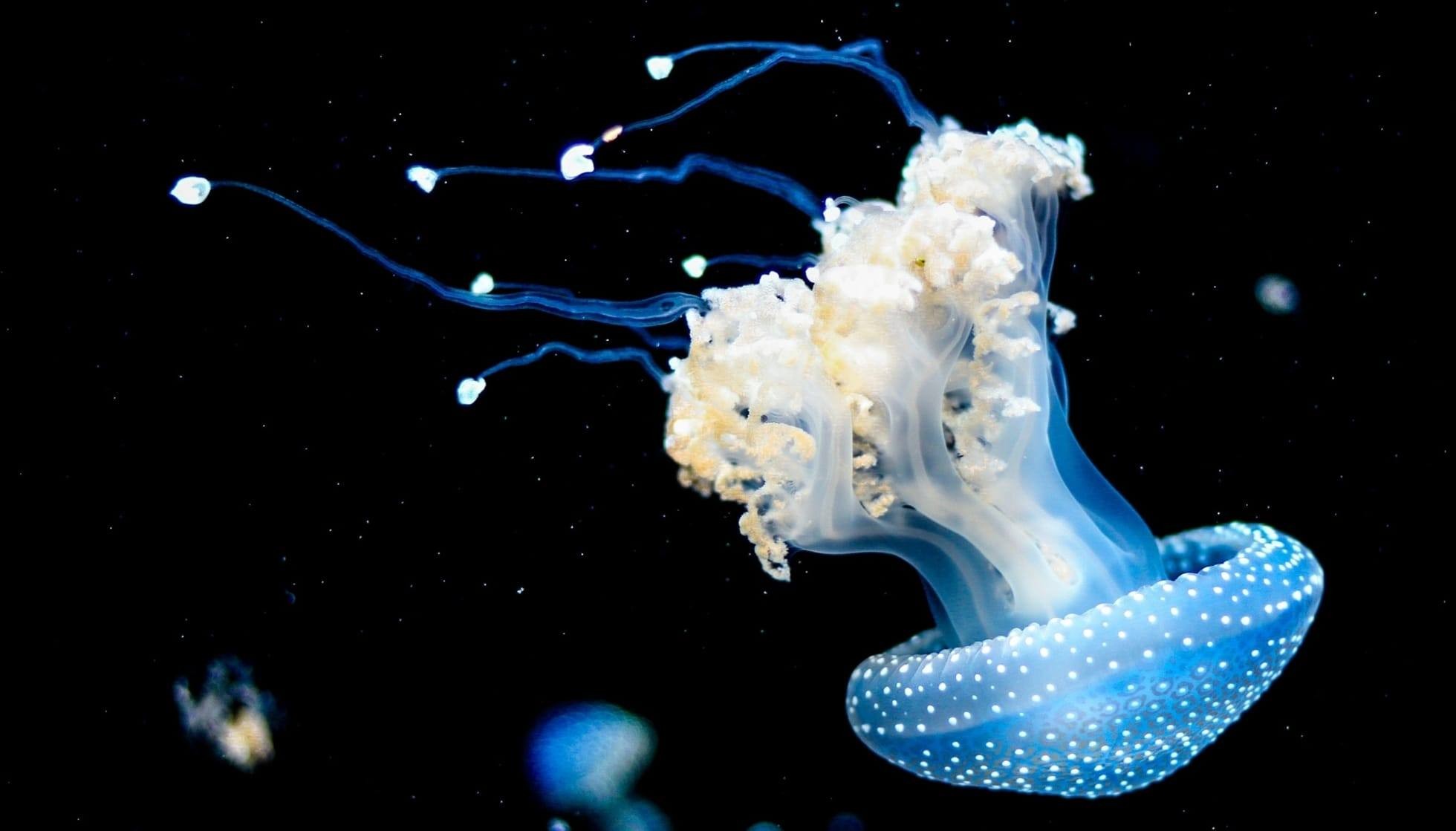Fun Barrel Jellyfish Facts For Kids Kidadl