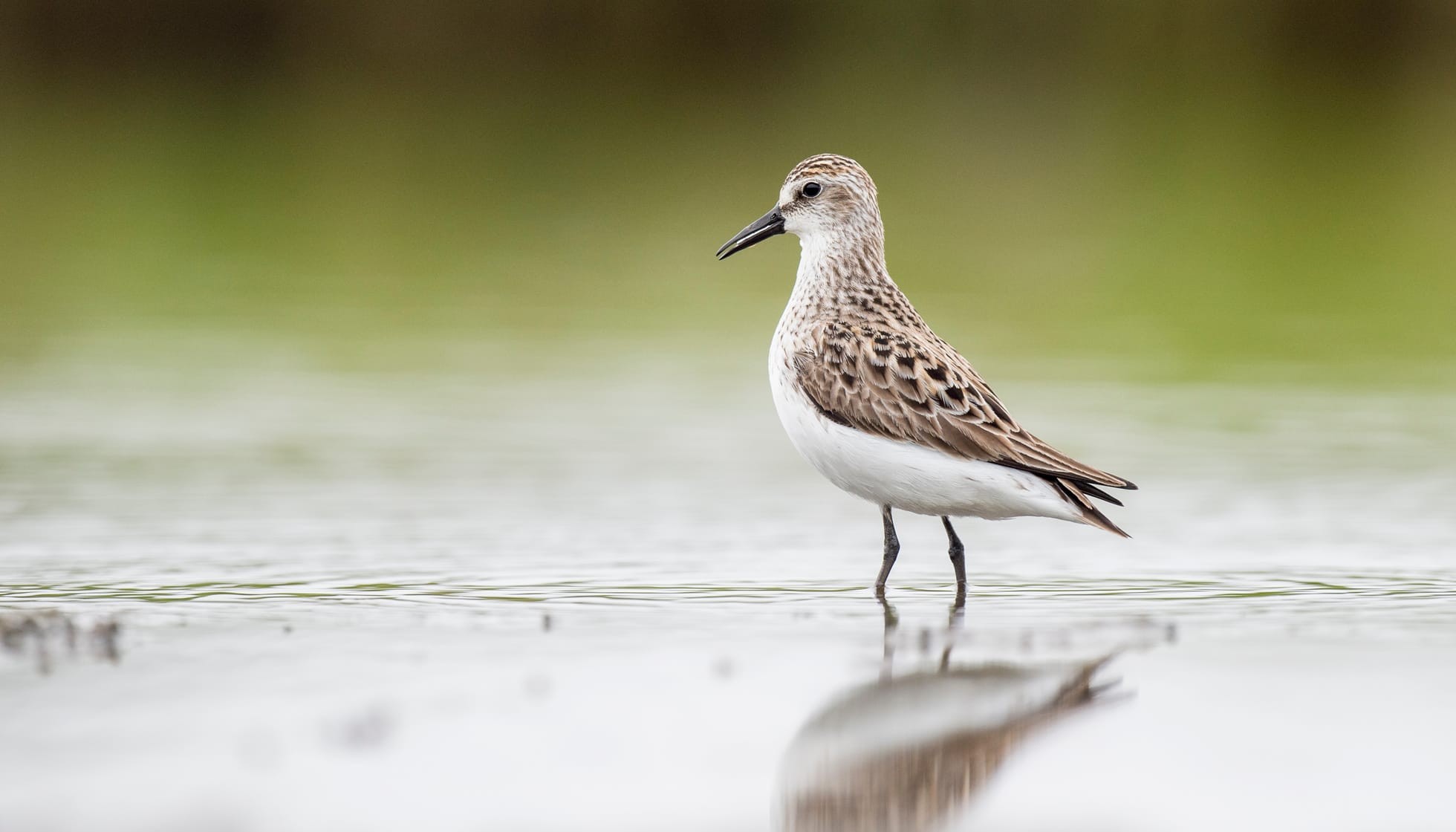 Fun Semipalmated Sandpiper Facts For Kids | Kidadl