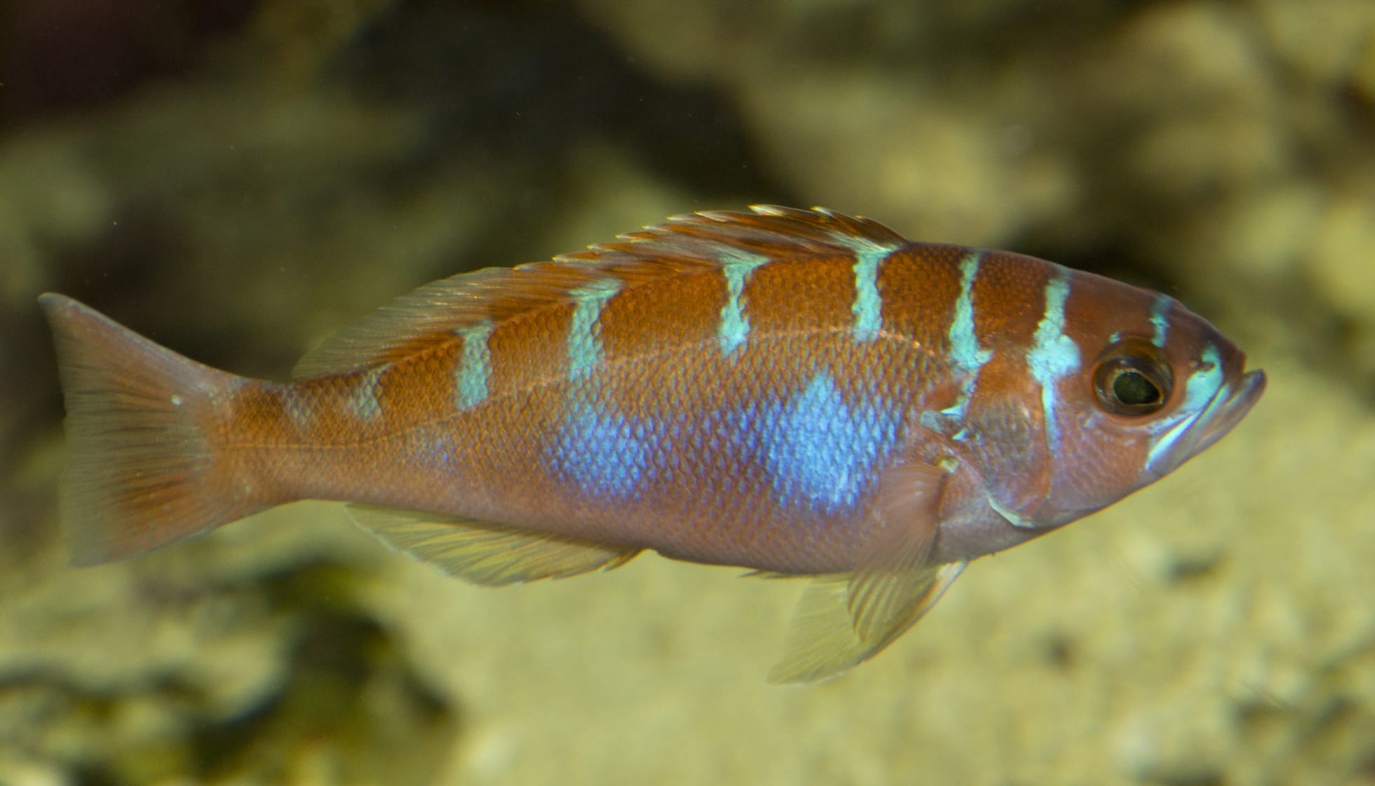 Fun Chalk Bass Facts For Kids Kidadl