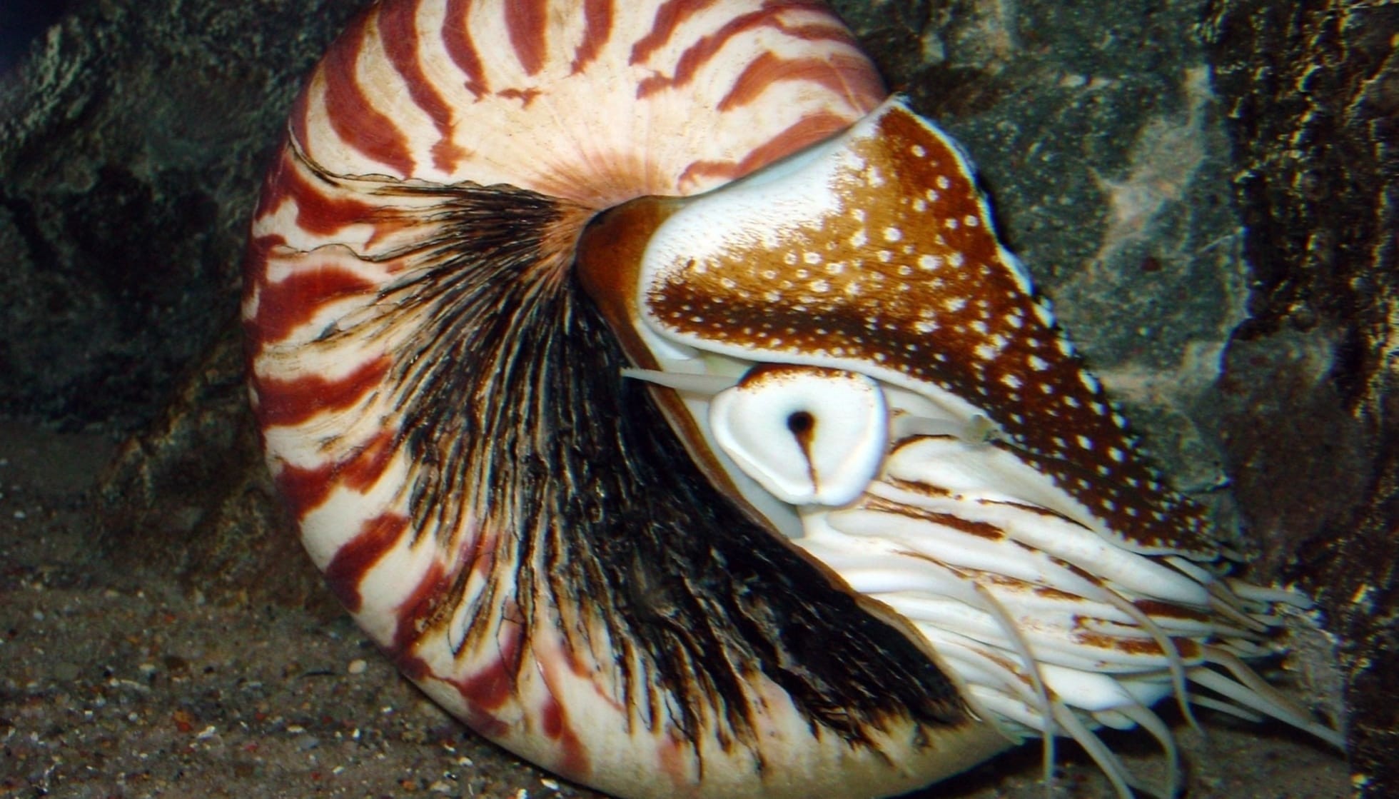 Fun Chambered Nautilus Facts For Kids | Kidadl